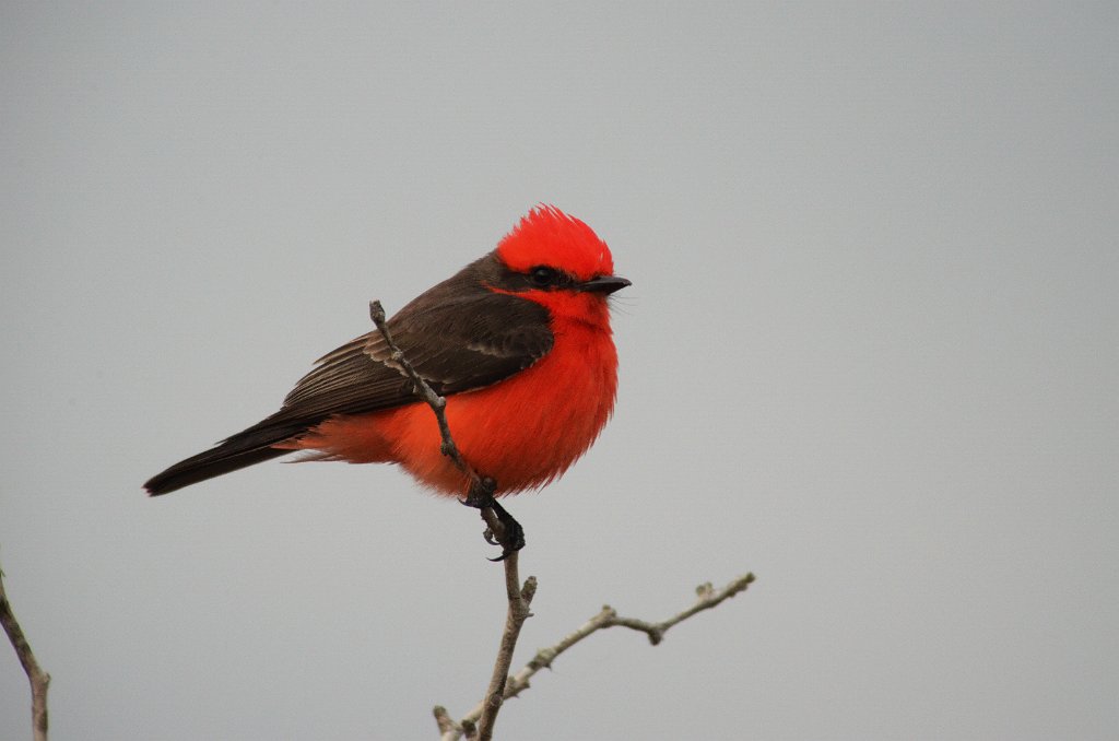 Flycatcher, Vermilion, 2013-01064600 Estero Llano Grande State Park, TX.JPG - Vermilion Flycatcher. Estero Llano Grande State Park, TX, 1-6-2013